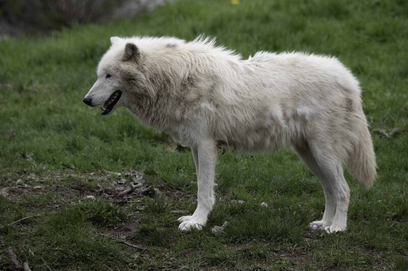 Arctic wolf фото превью