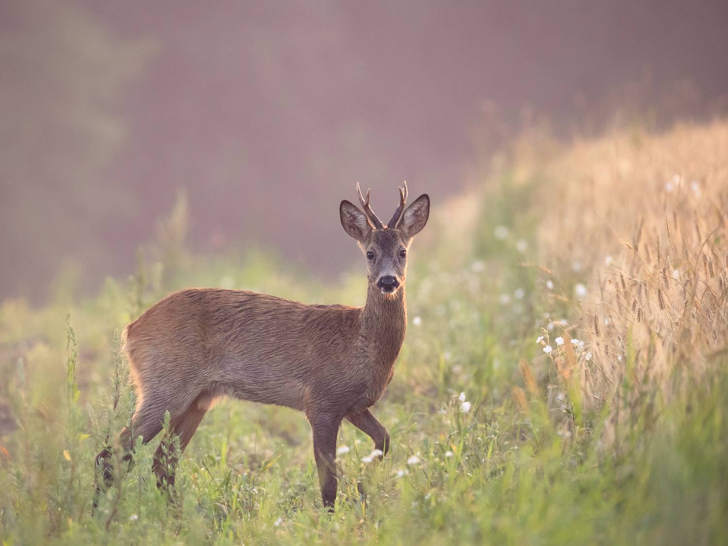 roe deer, косуля, косул, Eduard Zhuravlev