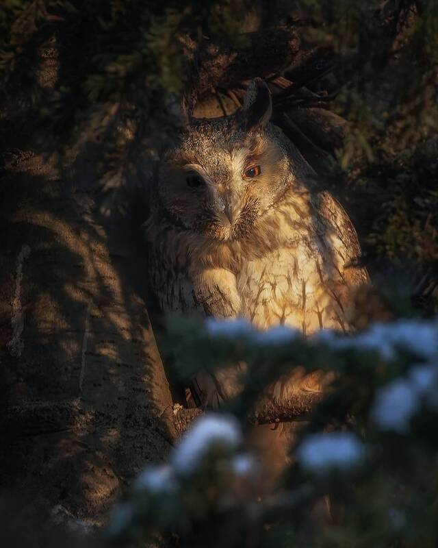 птички ,фотоохота, сова Ушастая сова фото превью
