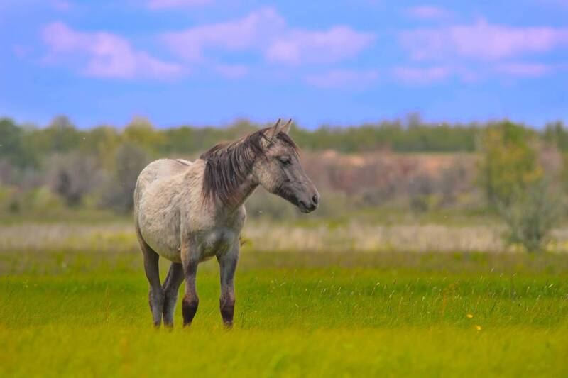 Лошадка фото превью