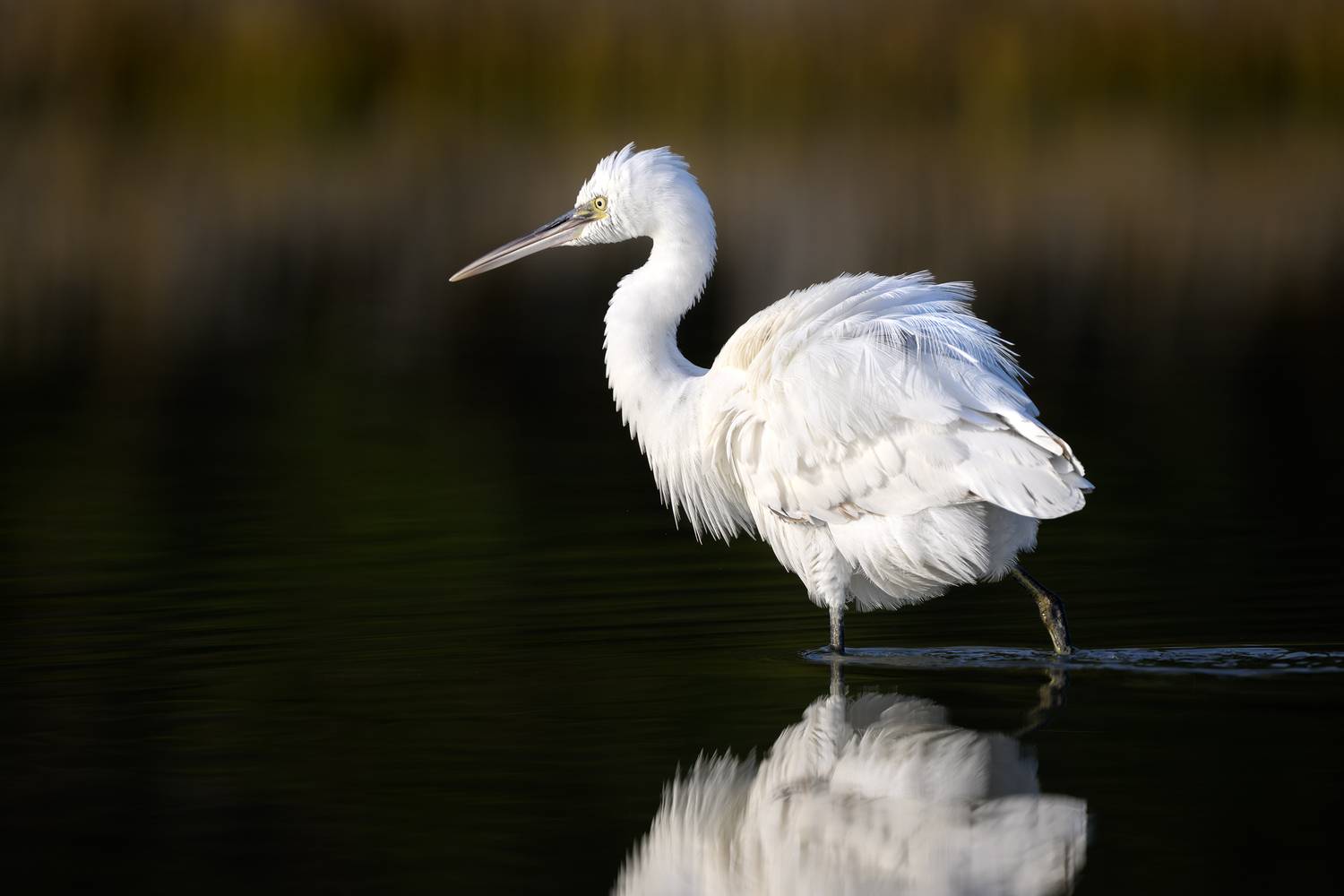 птица, фотоохота, цапля, природа, фауна, Vladimir Kulikov