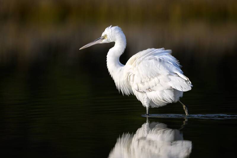птица, фотоохота, цапля, природа, фауна Рифовая цапля фото превью
