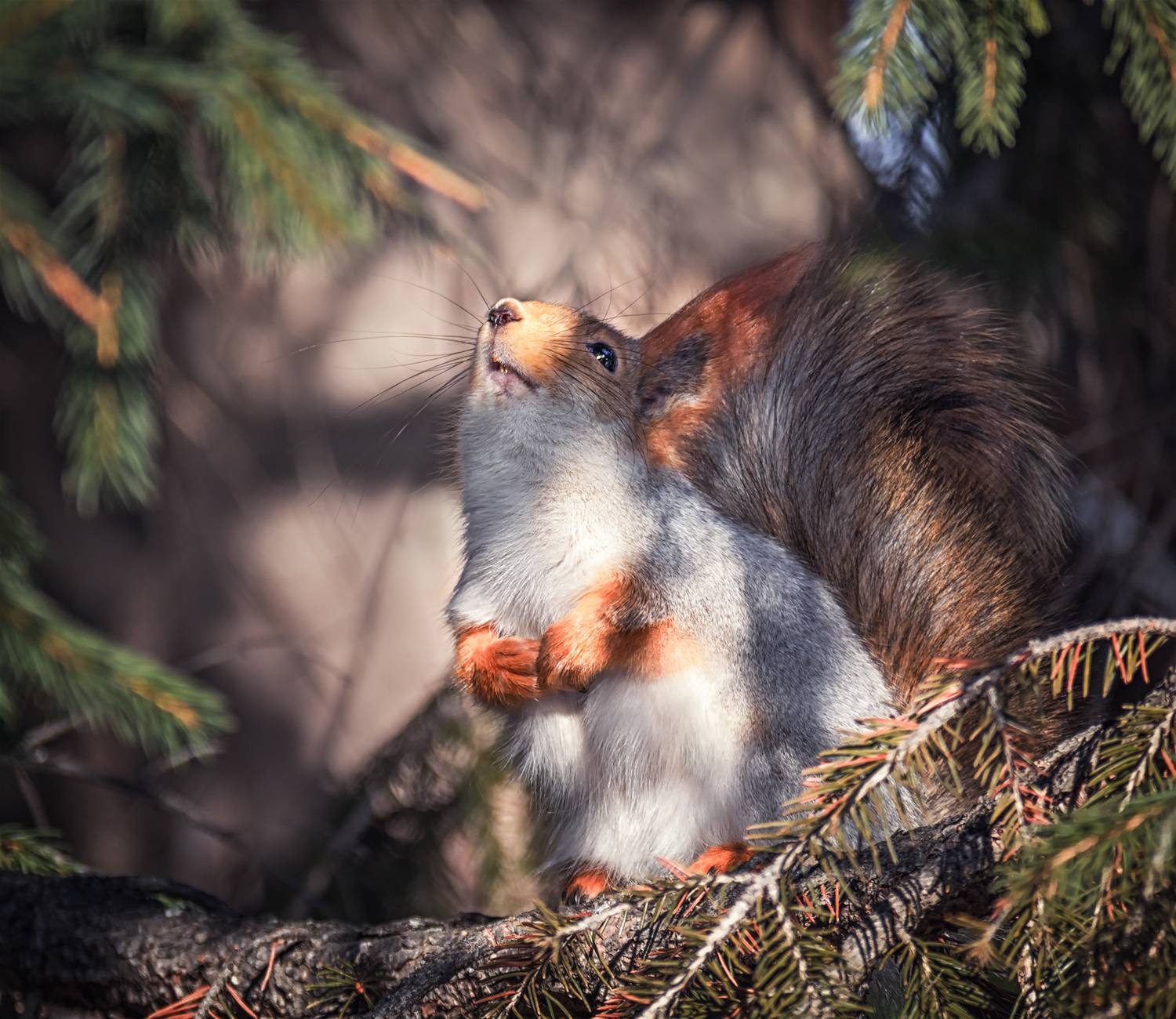 белка, лес, зима,, Мочалова Марина