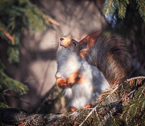 Целуй меня, Солнышко!