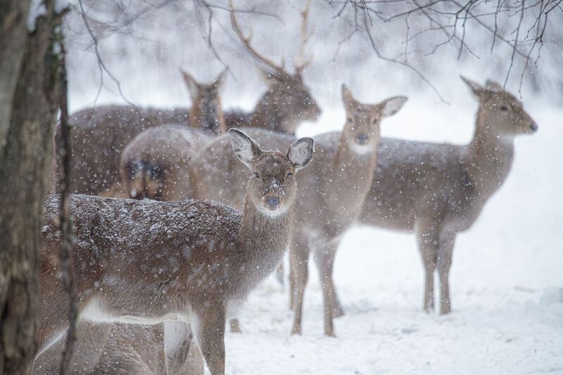 олень, deer, лес, снег, снежинки, forest, snow Пятнистые олени в снегопад фото превью