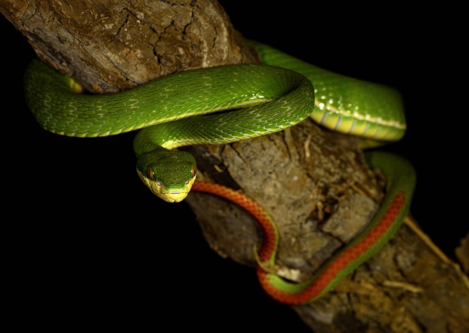 , Владимир Цветов