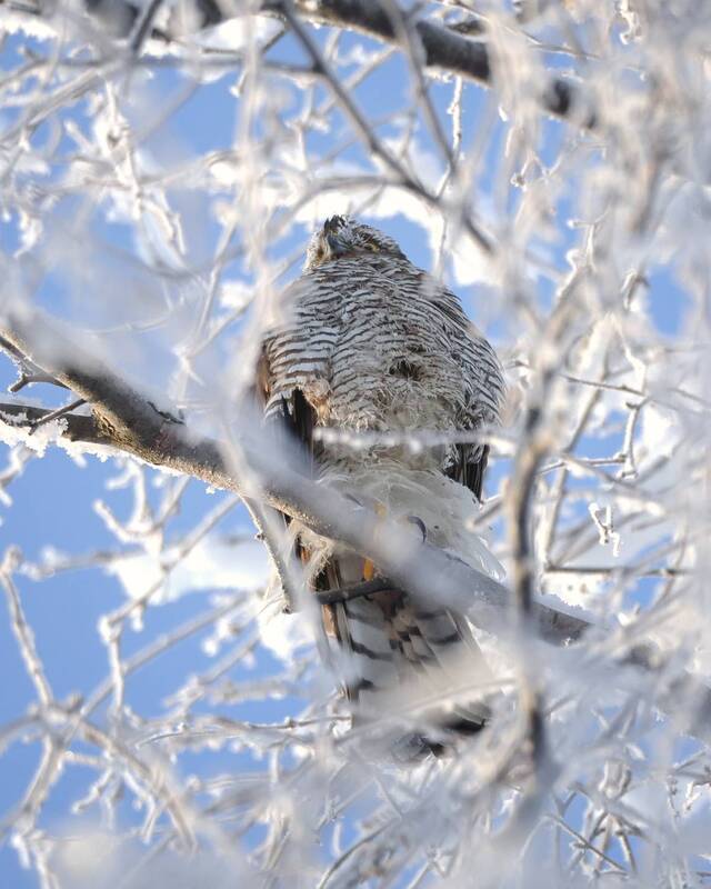 Ястреб-перепелятник в мороз -30... фото превью