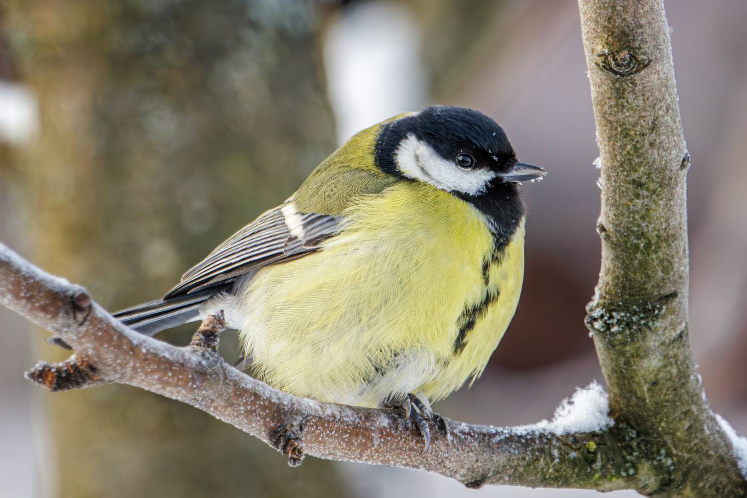 , Морозов Сергей