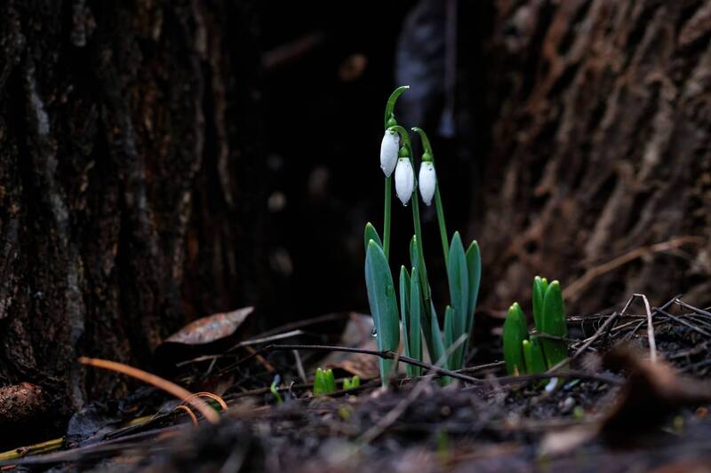 Snowdrops фото превью