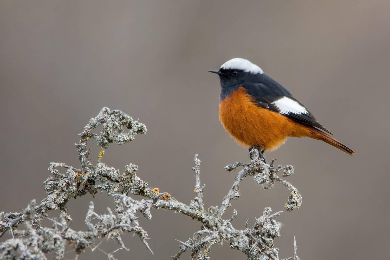 , Дмитрий Шевцов