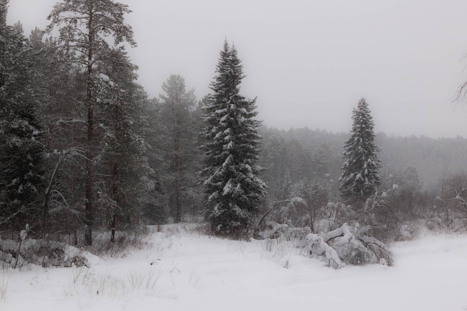 , Щепанов Дмитрий