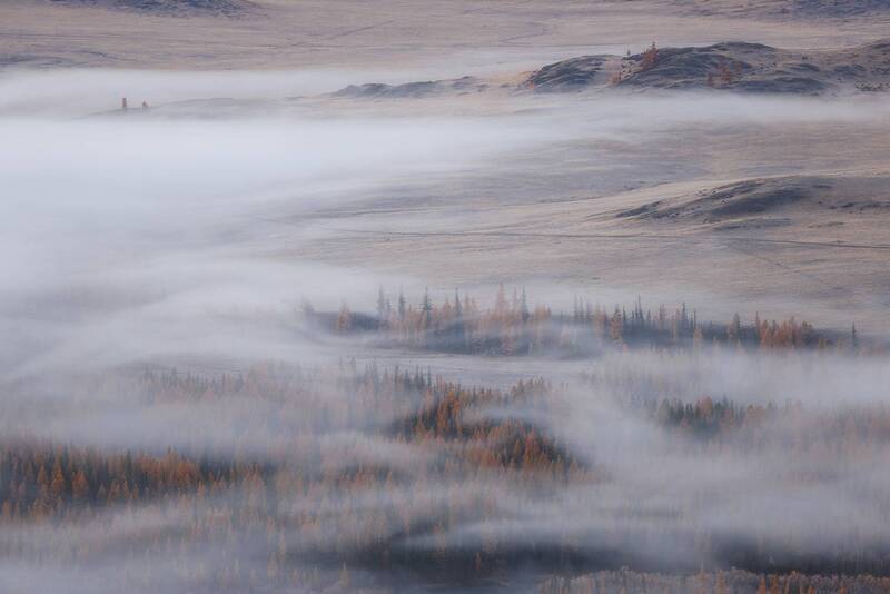 Курай фото превью