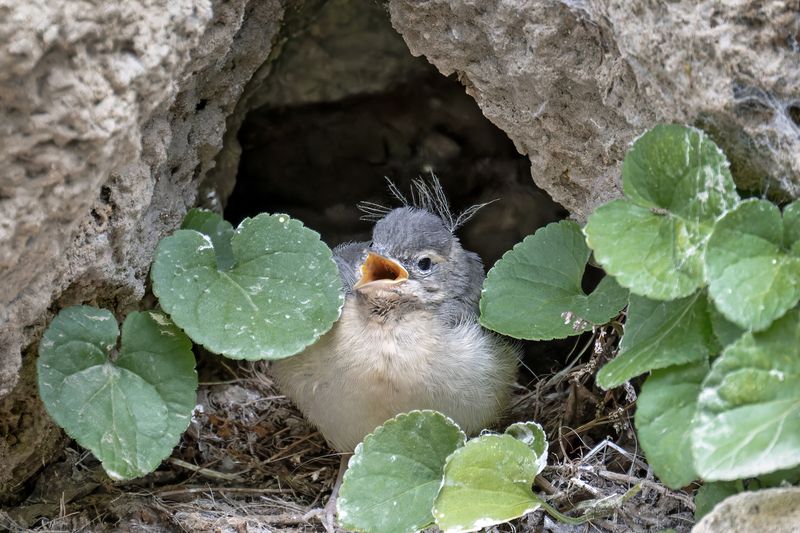 Малютка фото превью