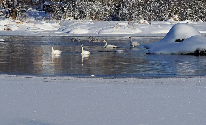 Лебединое Озеро фото превью