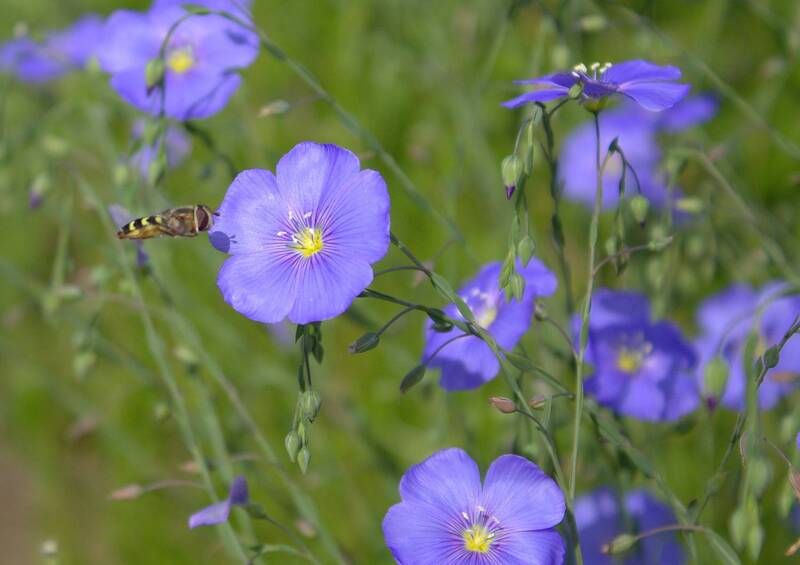 Дачные истории фото превью