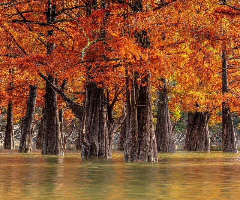 Золото болотных кипарисов фото превью