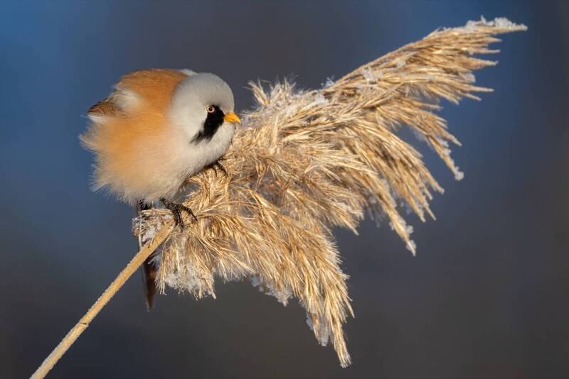 Усатая синица фото превью