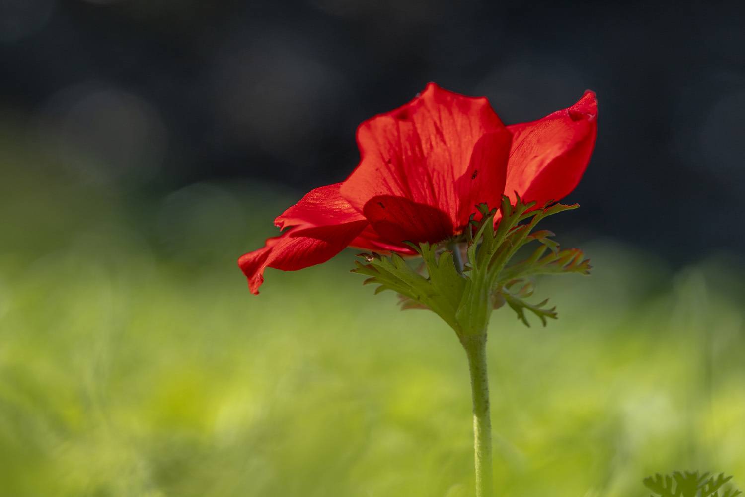 macro, flowers, plants, nature, spring, red, grass, Nikolay Tatarchuk
