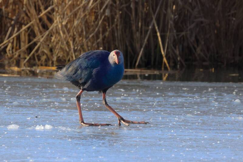 султанки, Султанки.. фото превью