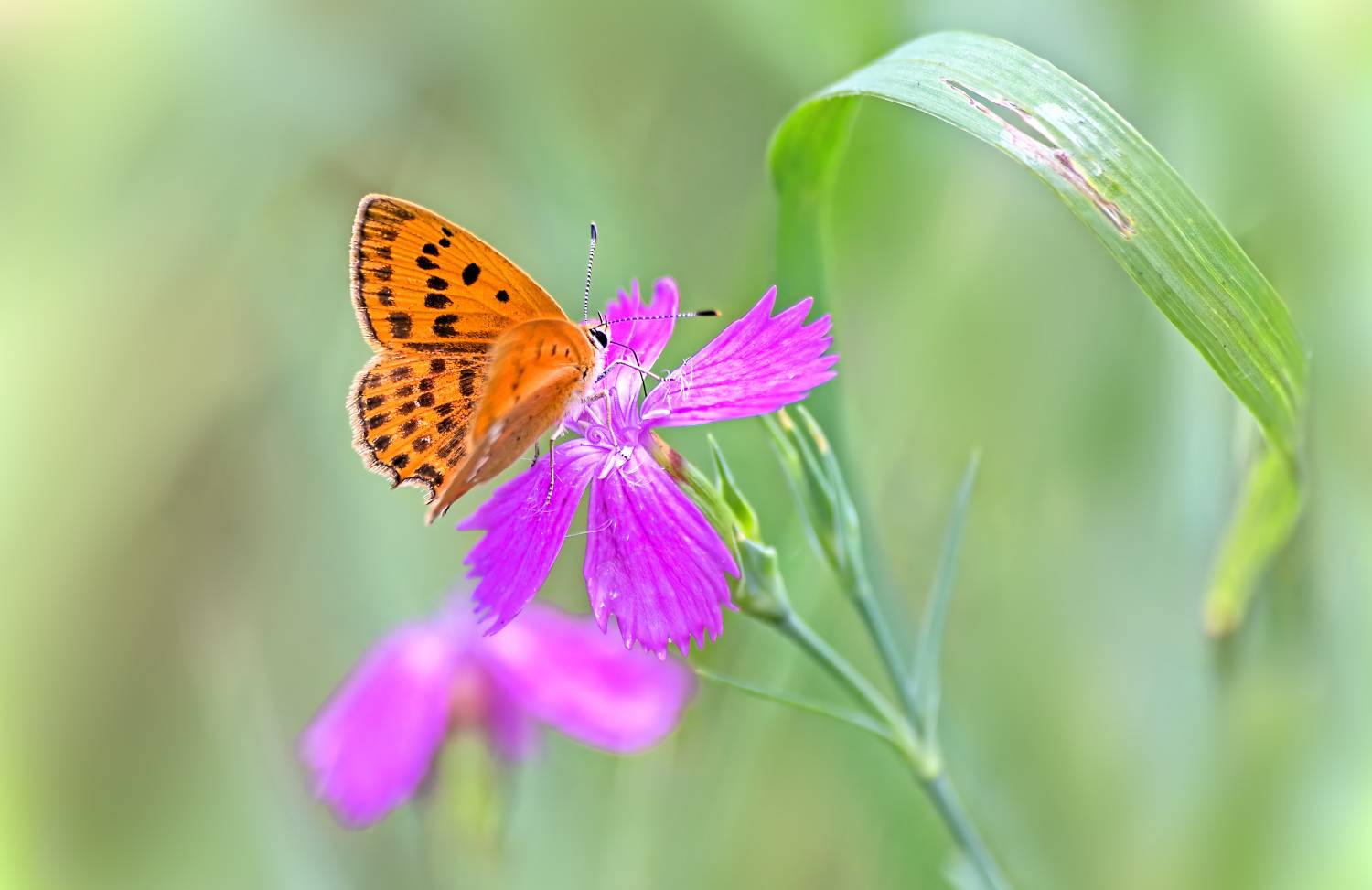 насекомые, бабочка, голубянка, червонец, огненный, лето, июнь, Борис Новиков