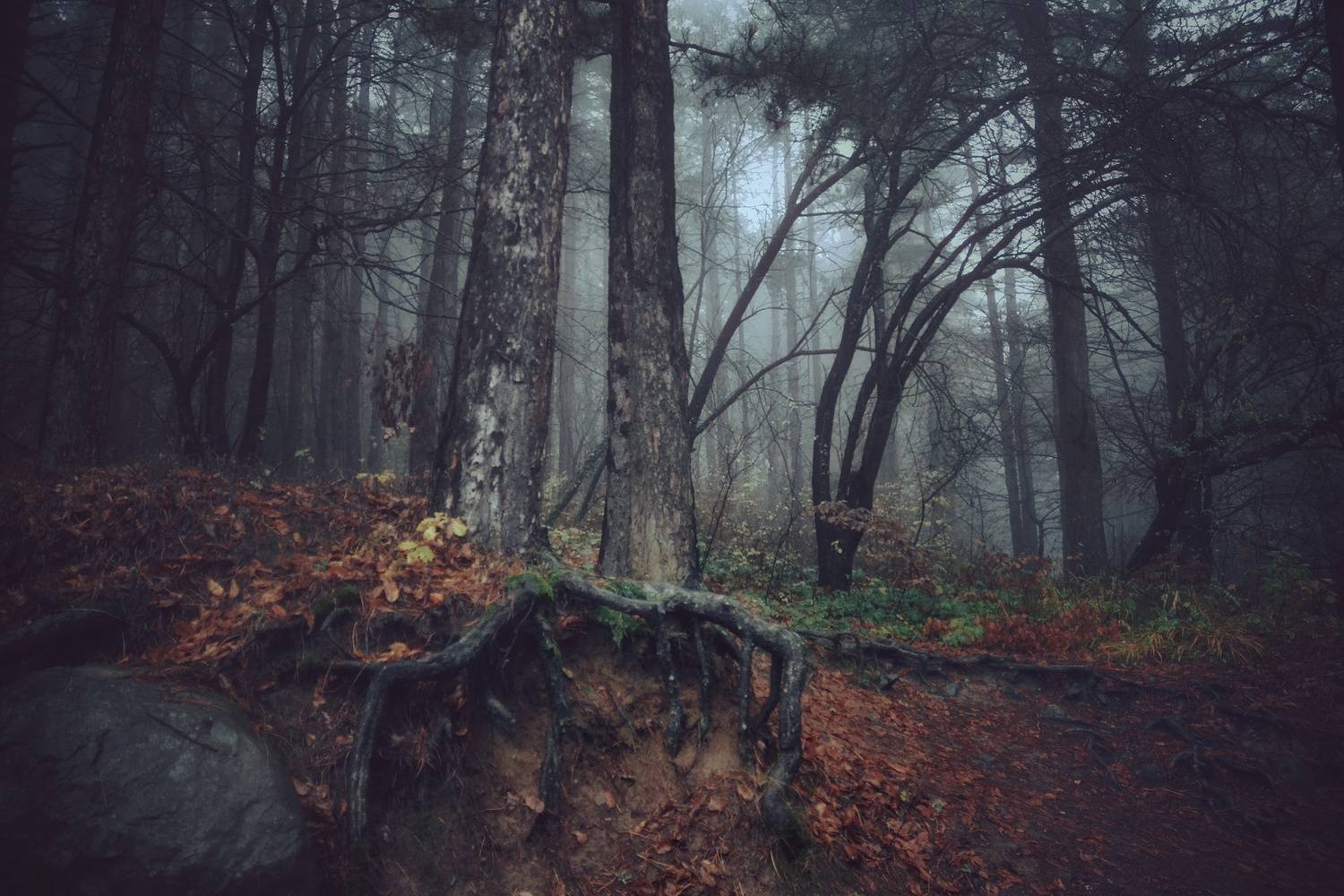 , Юлияна Стоянова