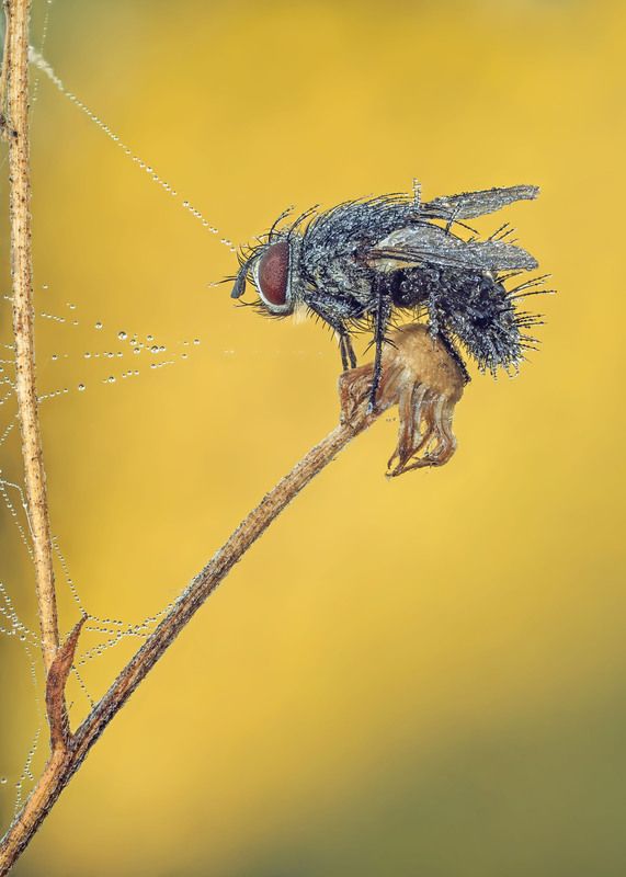 Муха на привязи фото превью