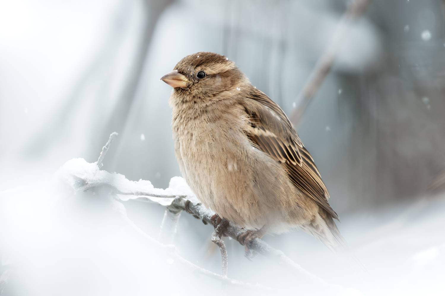 wildlife, birdwatching, nature, bird photography, птица, фотоохота, природа, домовый воробей , Полина Шальнева