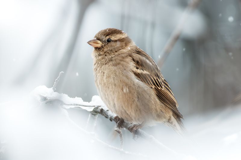 wildlife, birdwatching, nature, bird photography, птица, фотоохота, природа, домовый воробей  Домовый воробей фото превью