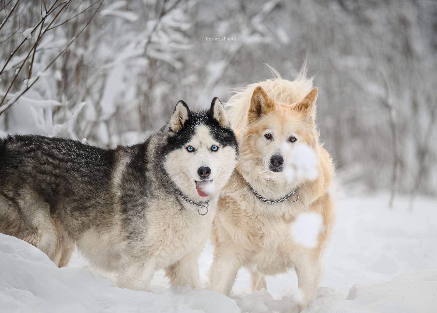 Хаски, собаки, Ирешева Мария
