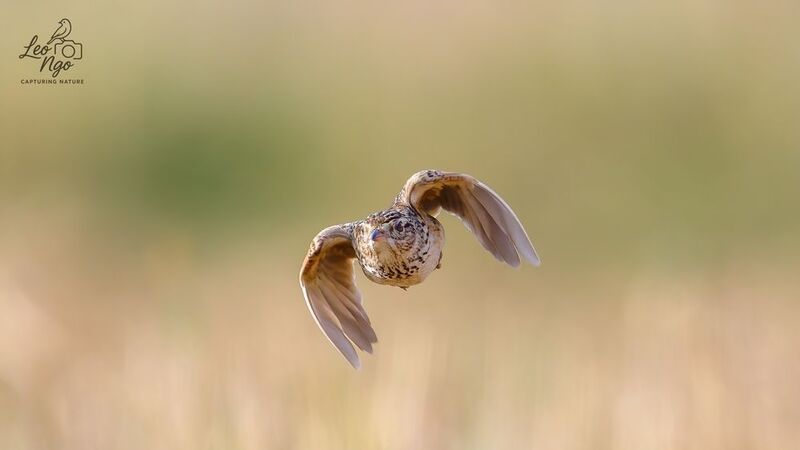 Indochinese Bushlark. фото превью