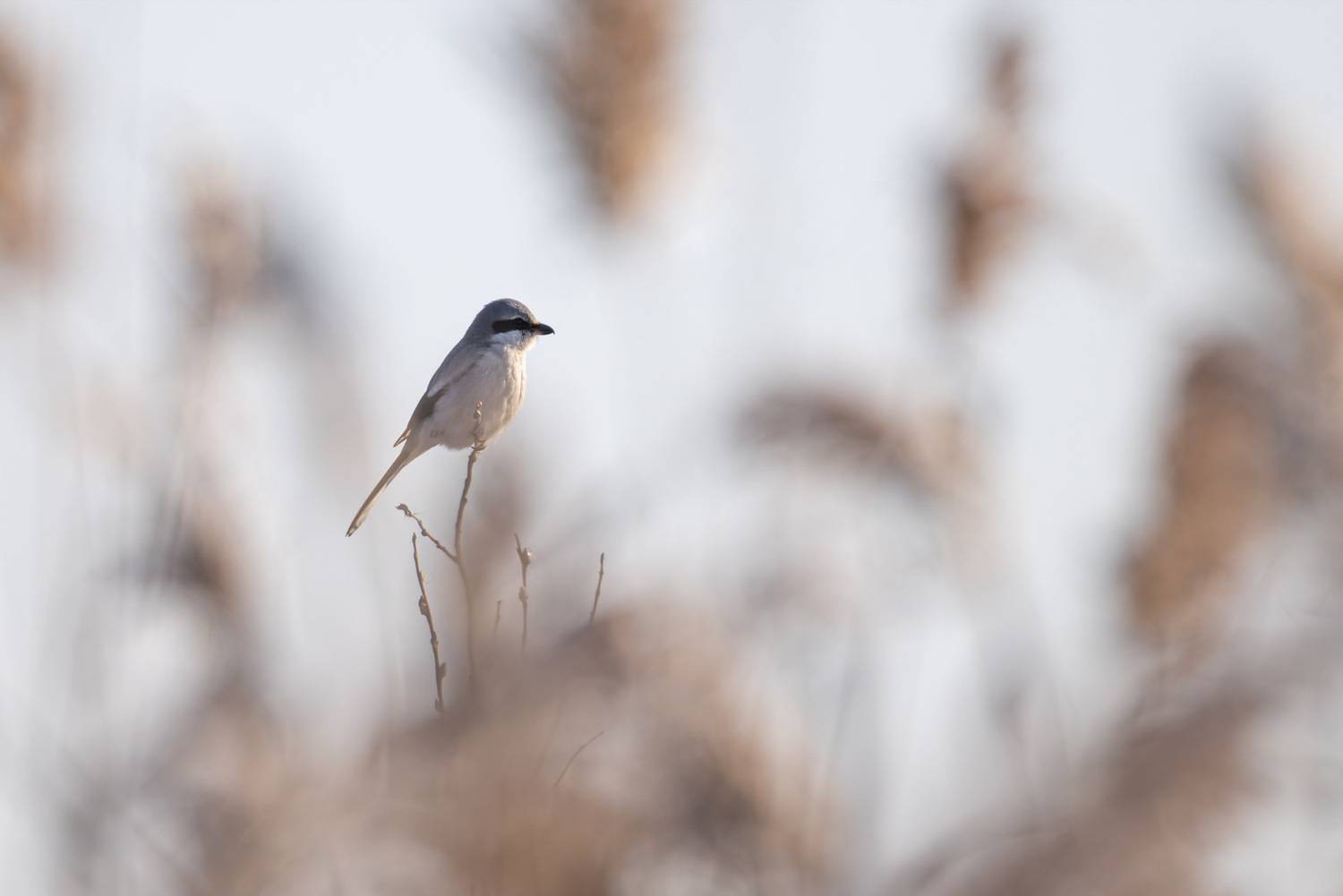 серый сорокопут, сорокопут, птицы, Ruslan Pl
