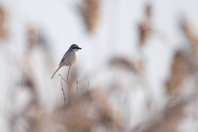 Серый сорокопут высматривает жертву фото превью