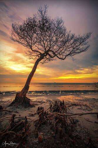 The Lonely Tree