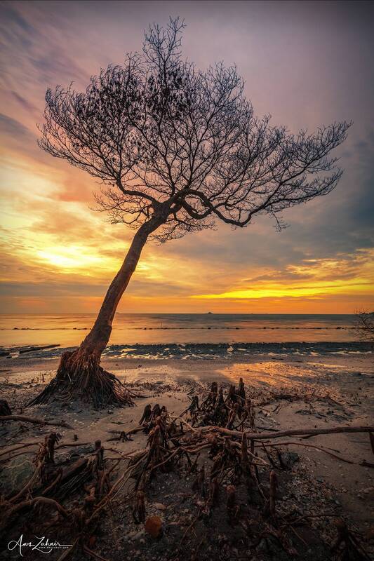 tree The Lonely Tree фото превью
