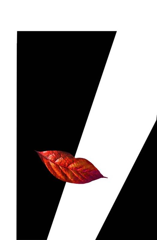 Тихое рассмотрение... фото превью