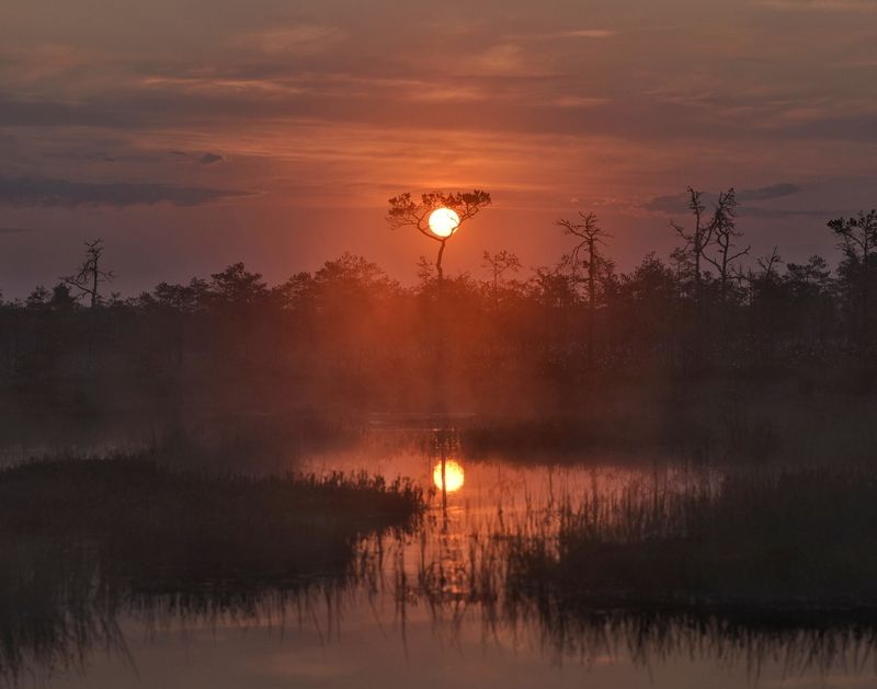 Как-то на болоте фото превью
