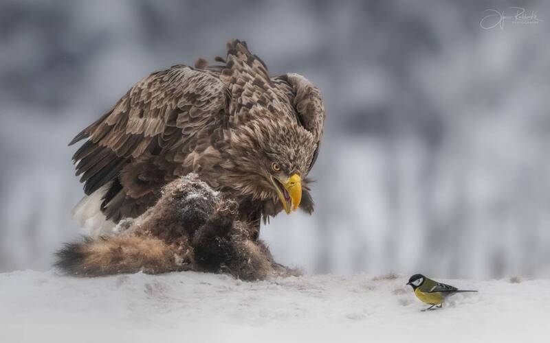 орлан, орлан-белохвост, птица, хищник, беларусь, красный бор, eagle, white-tailed eagle, синица, birds, bird, зима Давид и Голиаф фото превью