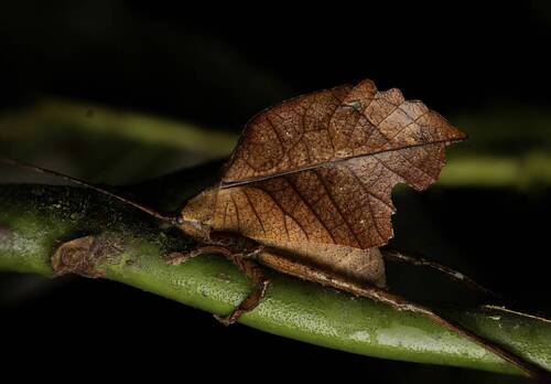 Dead leaf katydid