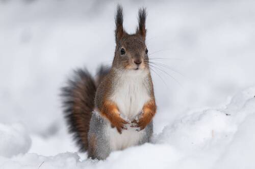 В ожидании угощения