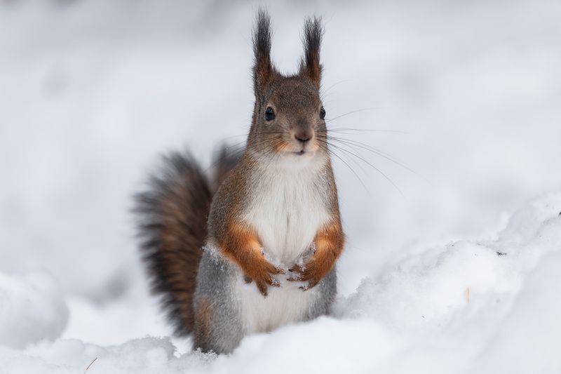 В ожидании угощения фото превью