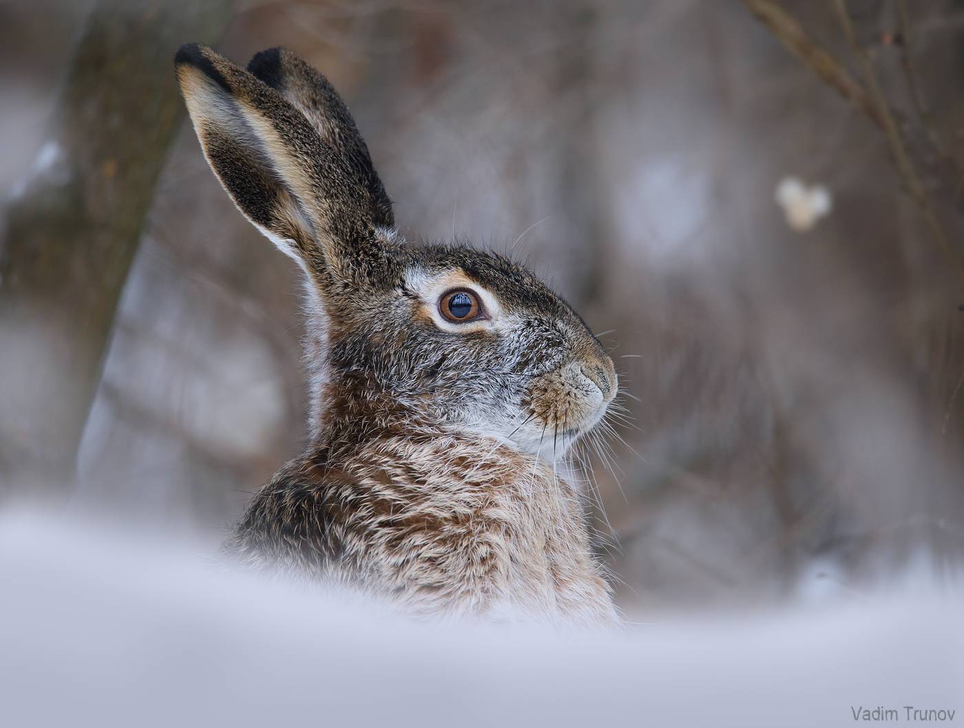 заяц, Вадим Трунов