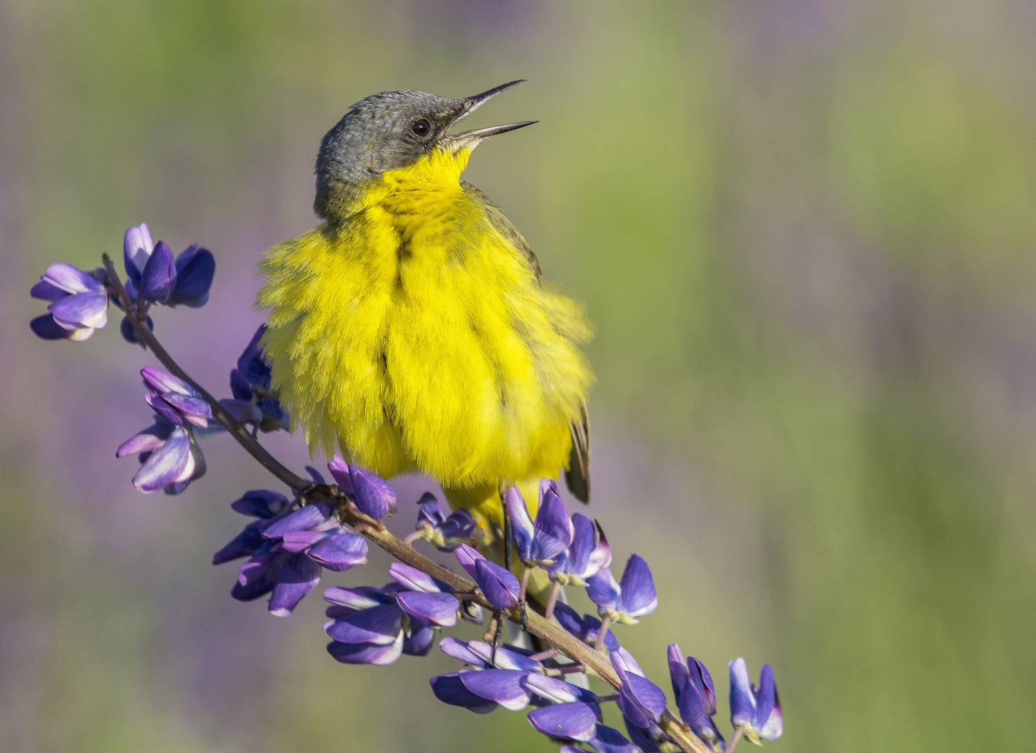 трясогузка, птицы, люпины, лето, галина новинская