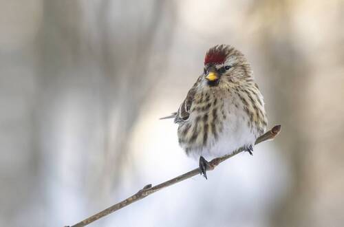 Чечётка на ветке