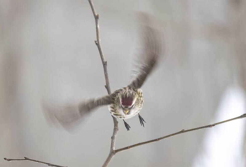 птицы, чечётки, парк, зима, семечки Чечётки в зимнем парке фото превью