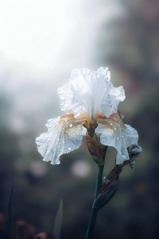 макро, macro, ирис Ирис фото превью