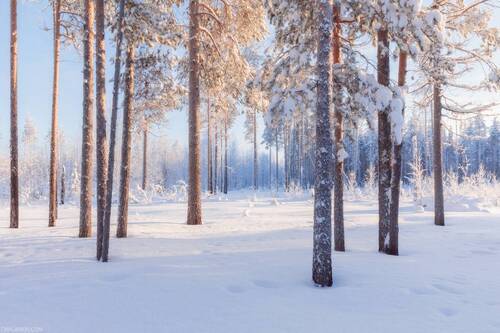 Морозный день в сосновом бору