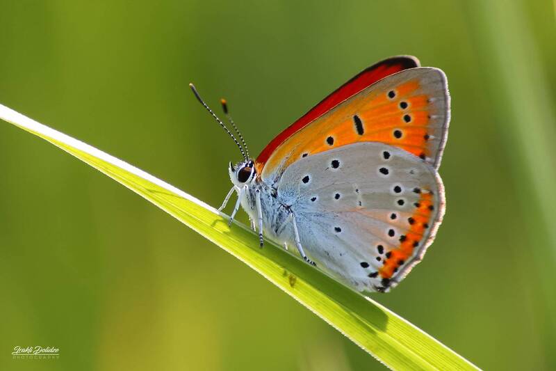 Butterfly фото превью