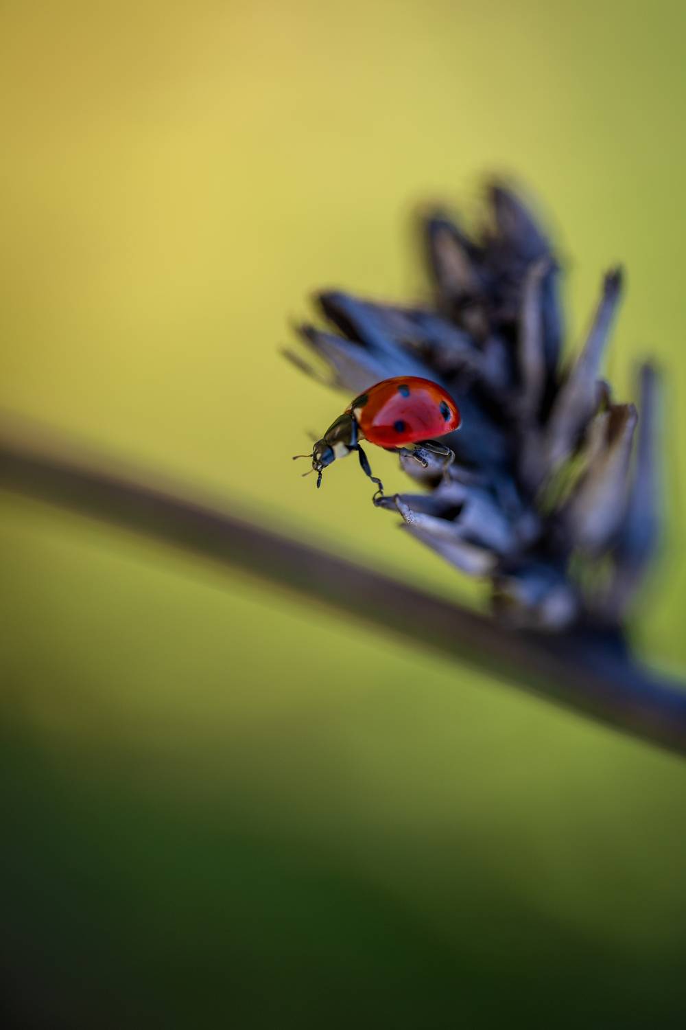 , Dmitry BESPAMIATNYI