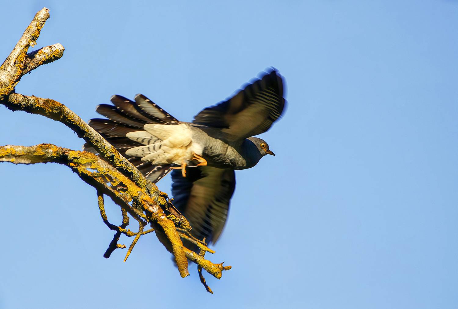 кукушка, обыкновенная кукушка, cuculus canorus, КарОл