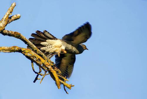 Кукушка (Cuculus canorus)